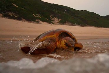 Green-Renaissance-Turtles-12